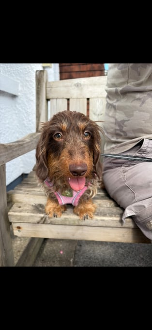Pedigree Miniature Wire Haired Dachshund Female