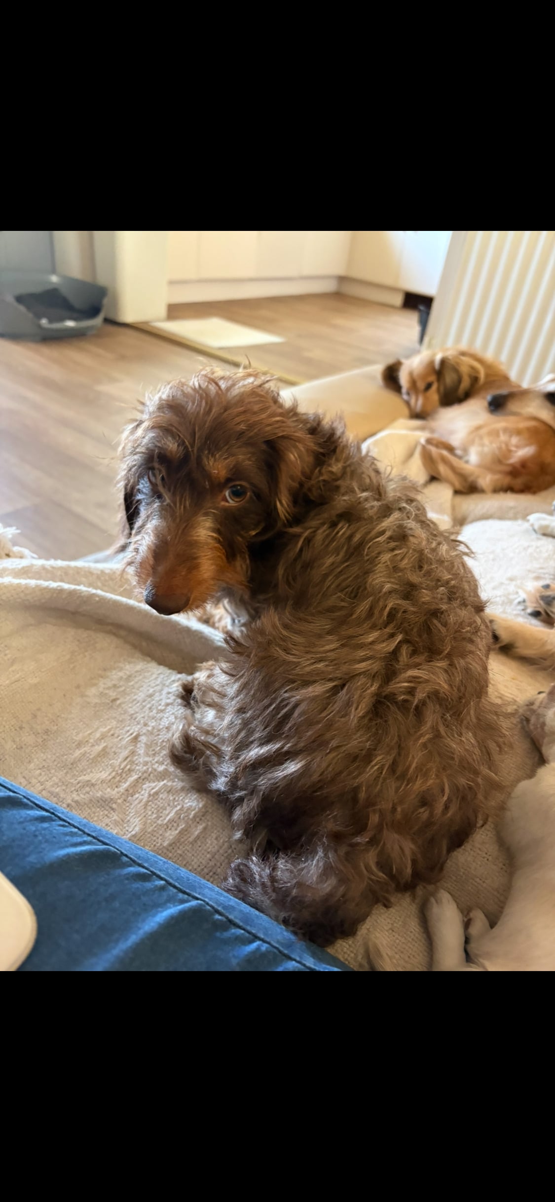 Pedigree Miniature Wire Haired Dachshund Female