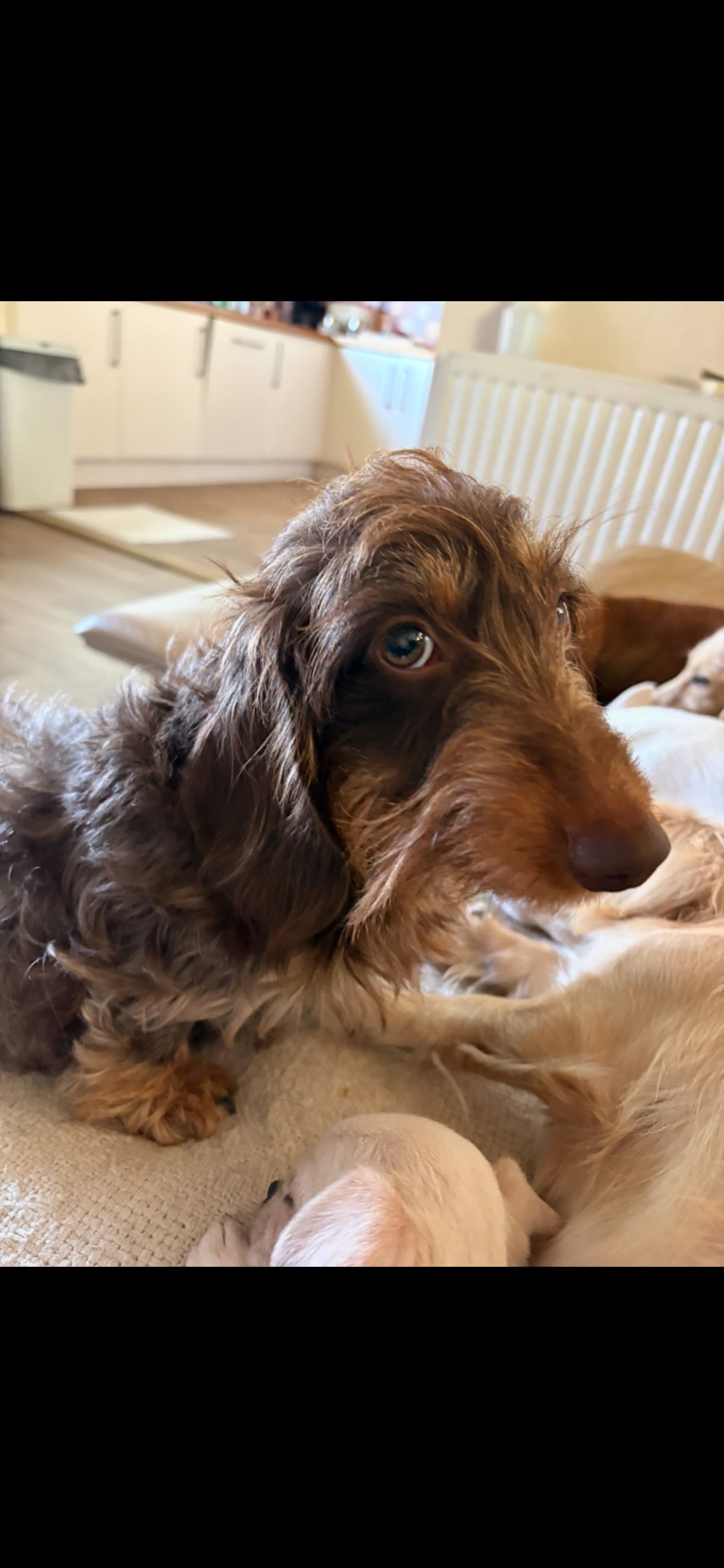 Torquay Pedigree Miniature Wire Haired Dachshund Female