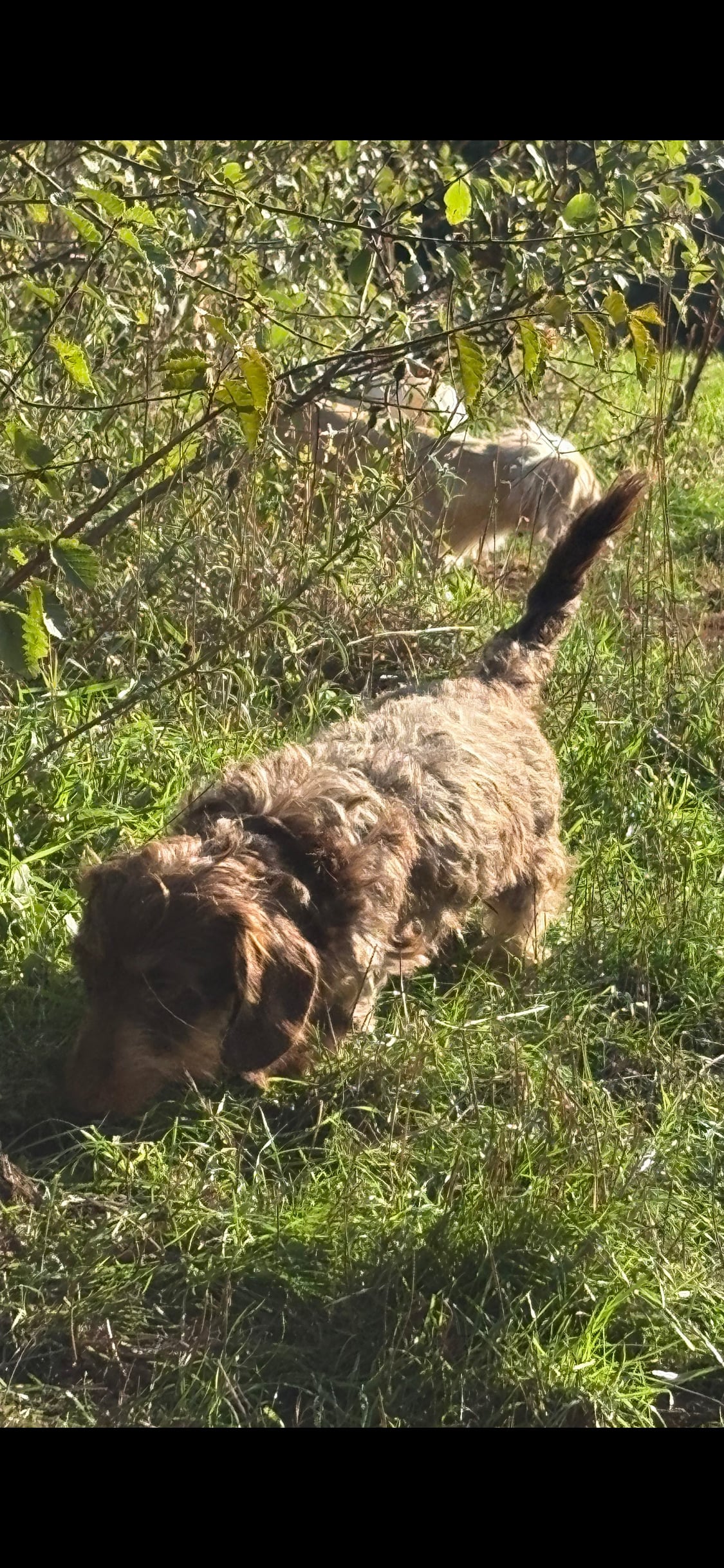 Pedigree Miniature Wire Haired Dachshund Female - Dogs & Puppies in Torquay