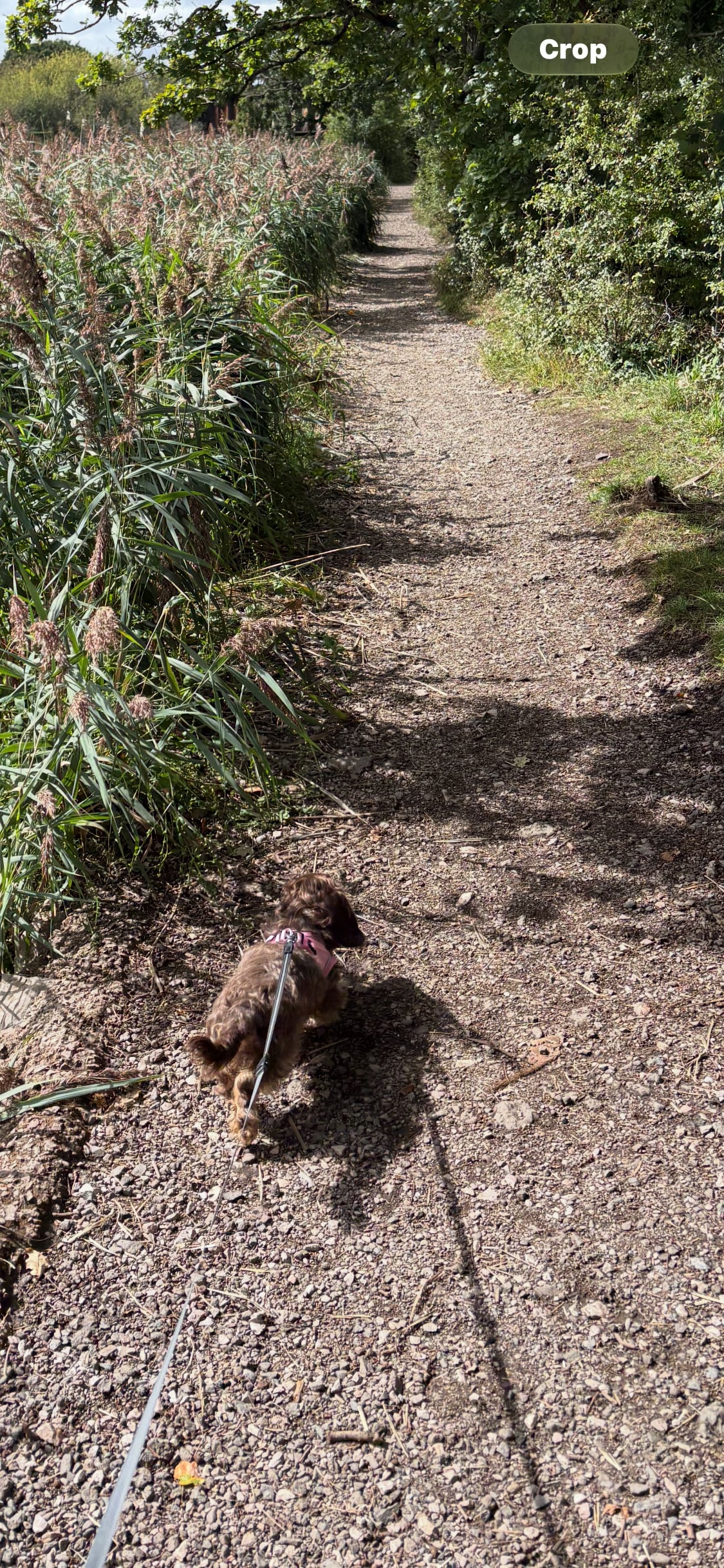 Pedigree Miniature Wire Haired Dachshund Female - Dogs & Puppies