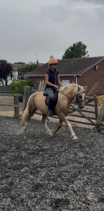 "Riverdale crème de la creme " Palomino Mare Pony Club Pony