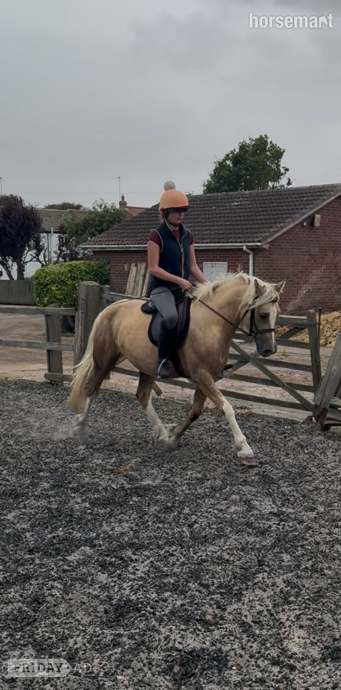 "Riverdale crème de la creme " Palomino Mare Pony Club Pony in Driffield