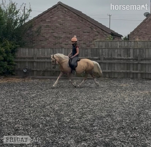 "Riverdale crème de la creme " Palomino Mare Pony Club Pony
