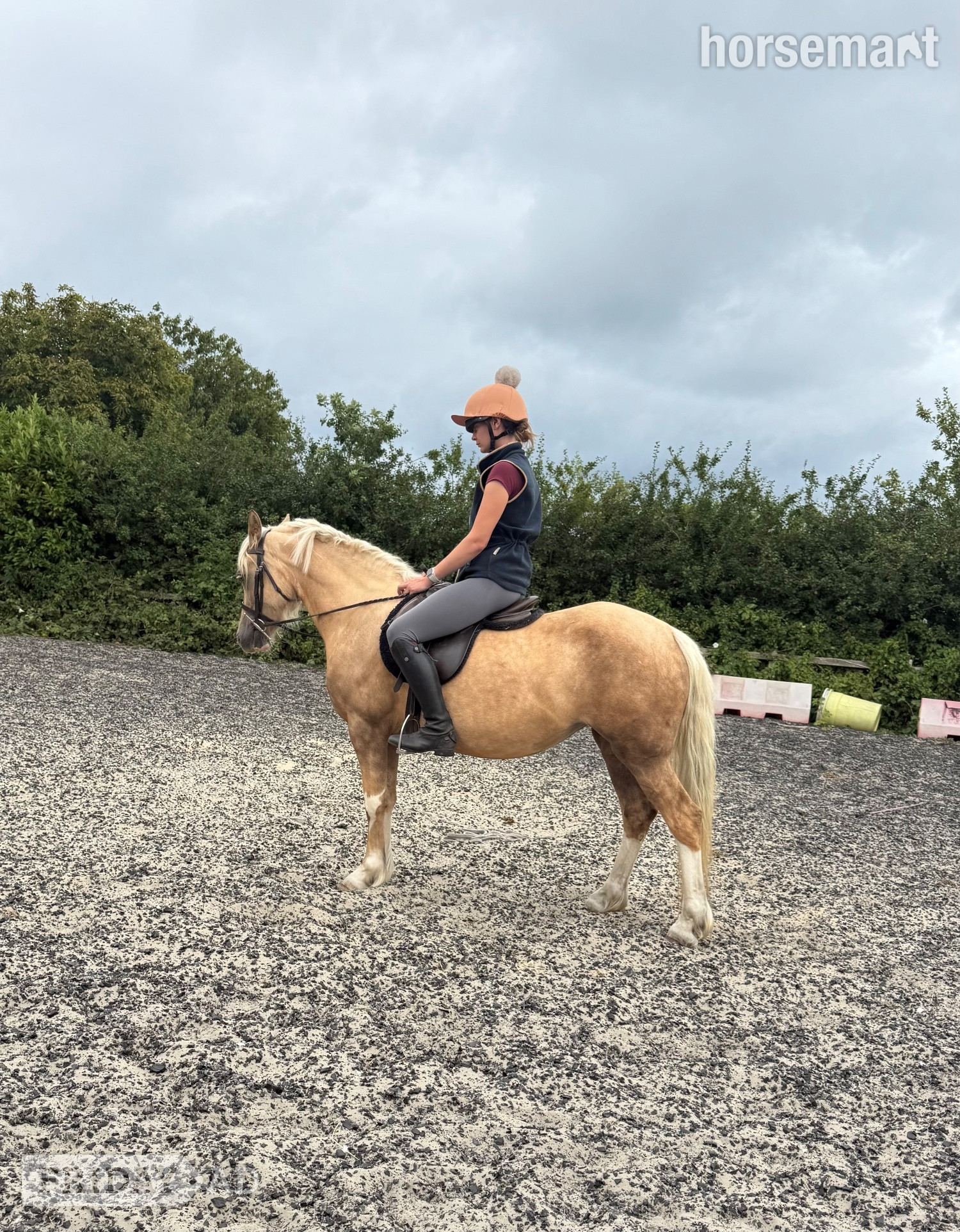 Driffield "Riverdale crème de la creme " Palomino Mare Pony Club Pony