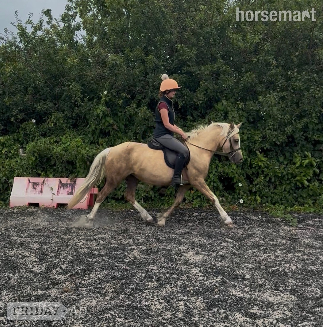 "Riverdale crème de la creme " Palomino Mare Pony Club Pony - Horses in Driffield