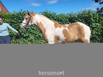 "Jack" Skewbald Gelding Coloured