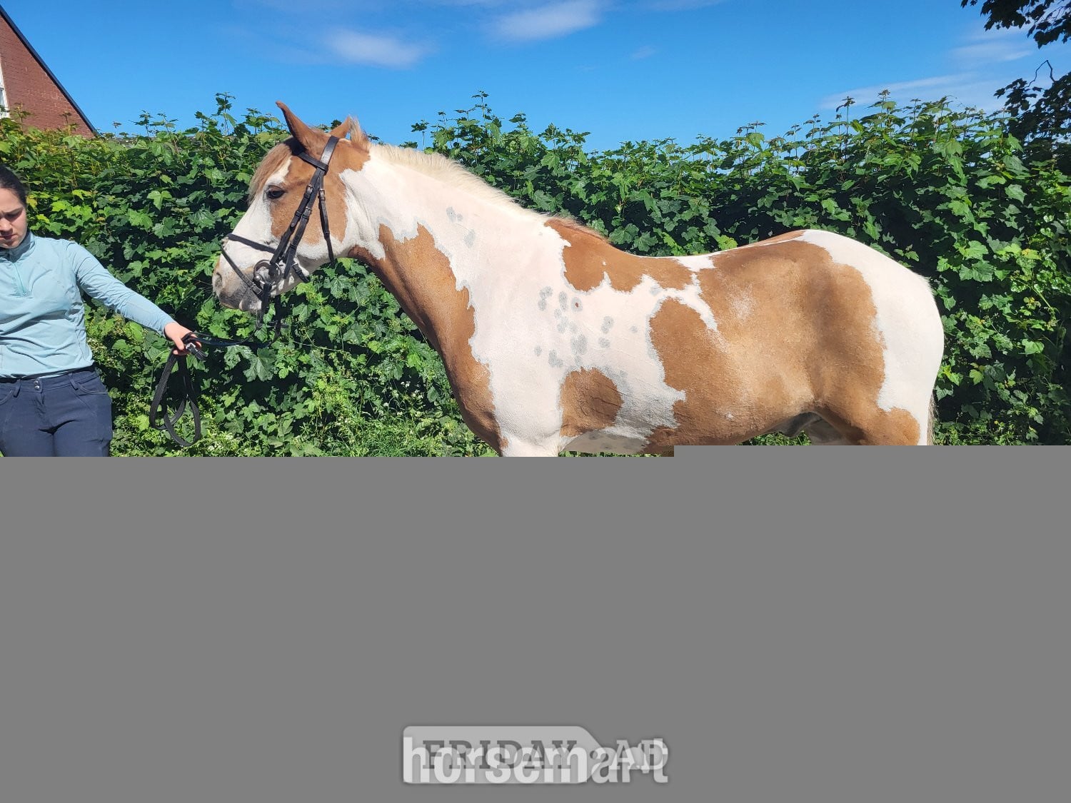 "Jack" Skewbald Gelding Coloured in Four Crosses