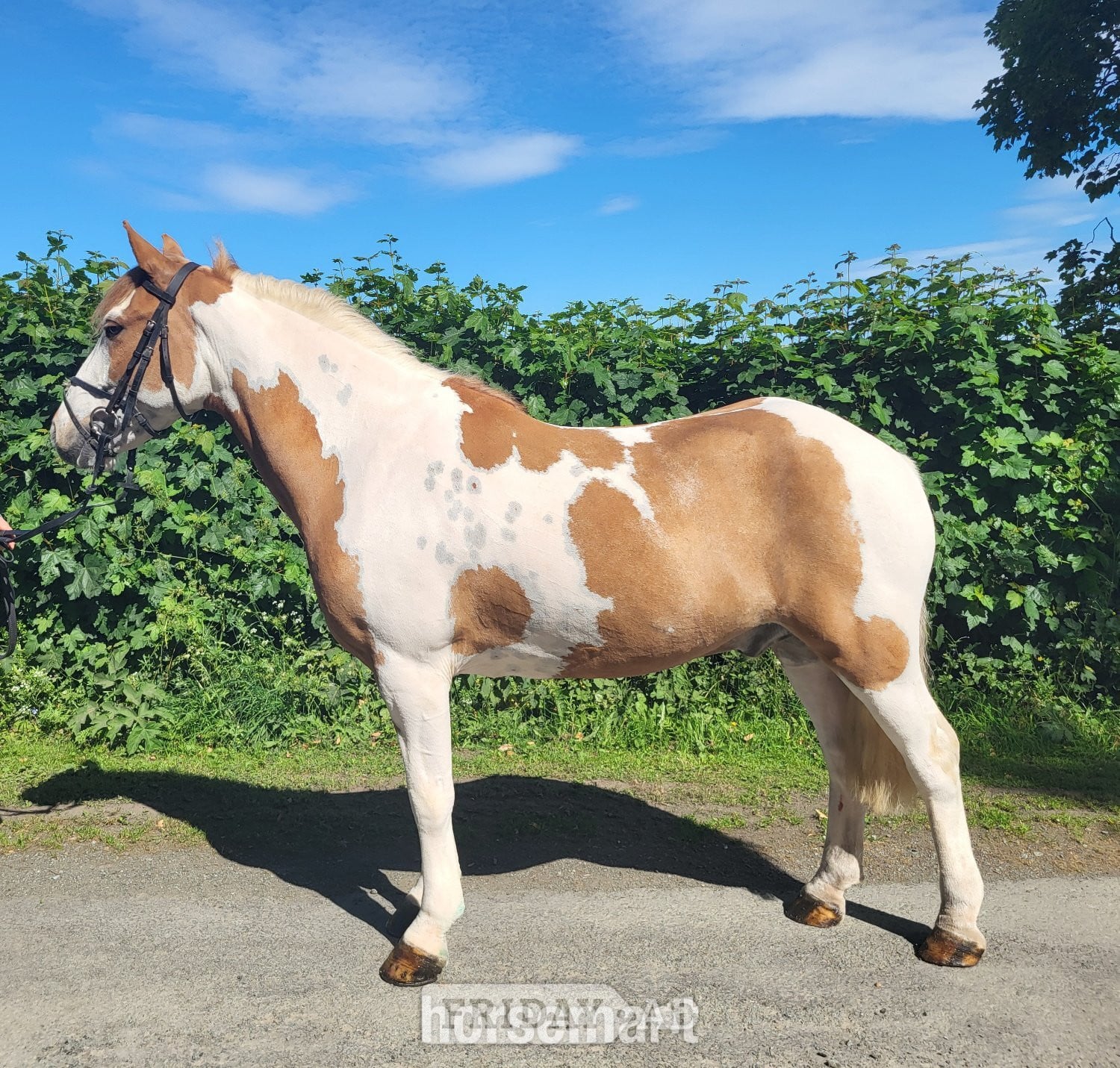 "Jack" Skewbald Gelding Coloured