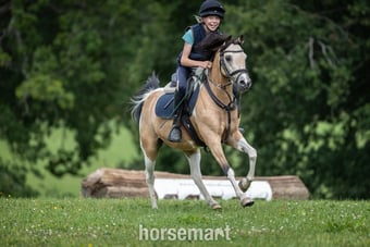 "Doylan Crunchy Biscuit" Coloured Gelding Pony Club Pony