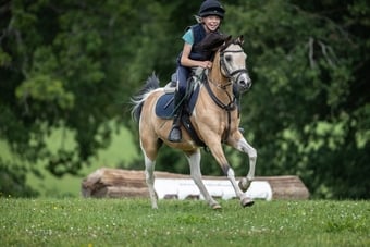 "Doylan Crunchy Biscuit" Coloured Gelding Pony Club Pony
