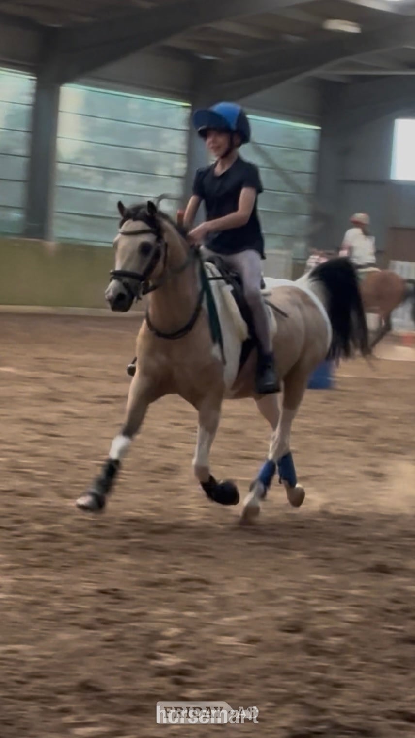 "Doylan Crunchy Biscuit" Coloured Gelding Pony Club Pony