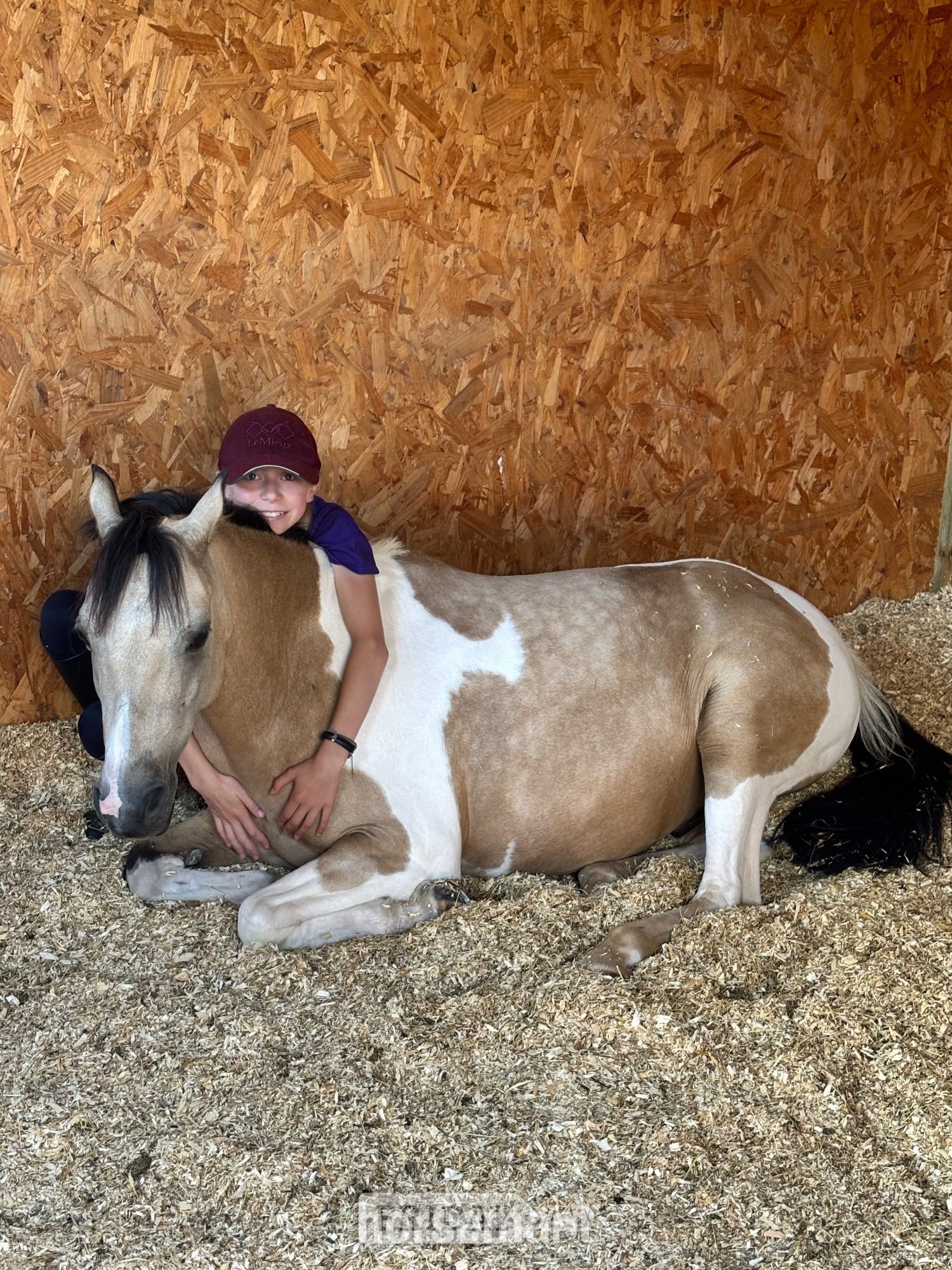 "Doylan Crunchy Biscuit" Coloured Gelding Pony Club Pony - Horses in Battle
