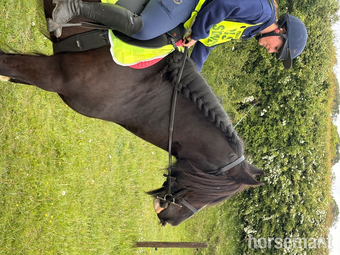 "The patriot " Black Gelding Cob/Heavy Horse