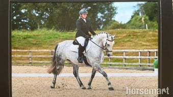 Full Loan 15.3hh Grey Gelding