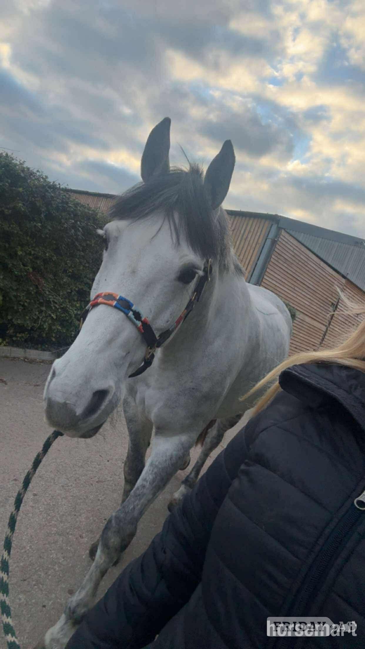 Bathford Full Loan 15.3hh Grey Gelding