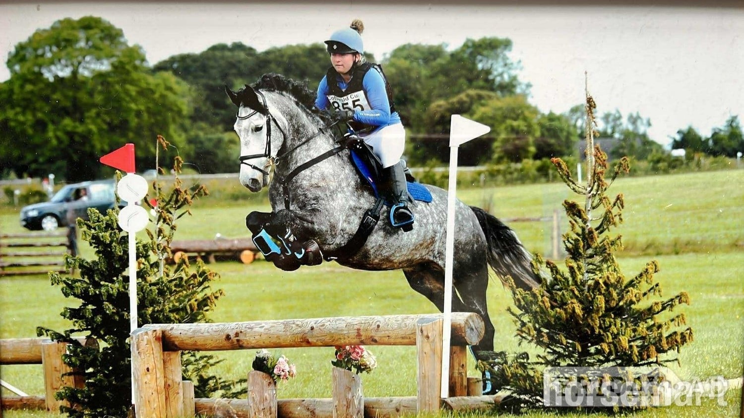 Full Loan 15.3hh Grey Gelding