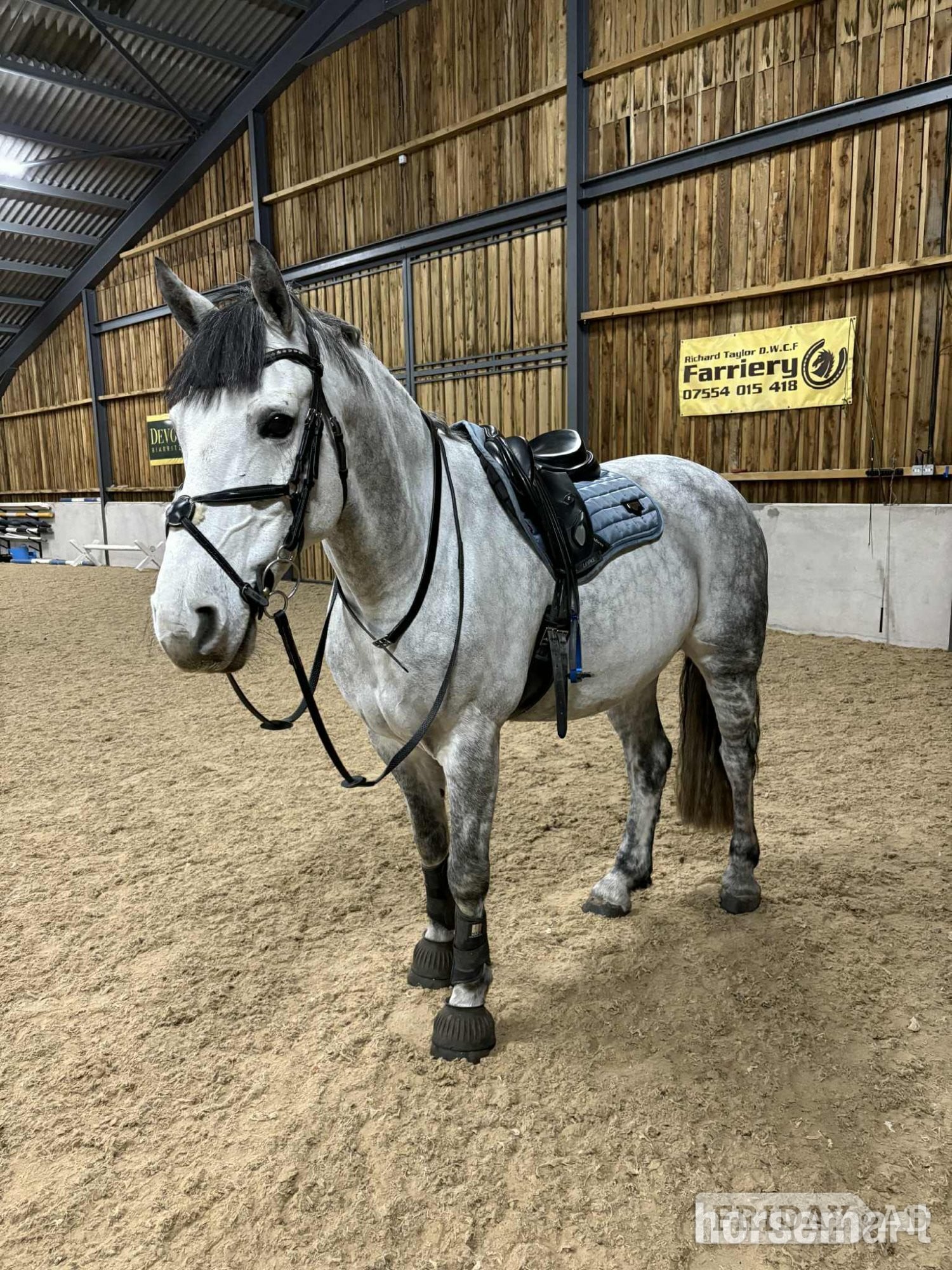 Full Loan 15.3hh Grey Gelding - Horses in Bathford
