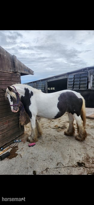 "Maria " Piebald Mare Broodmare
