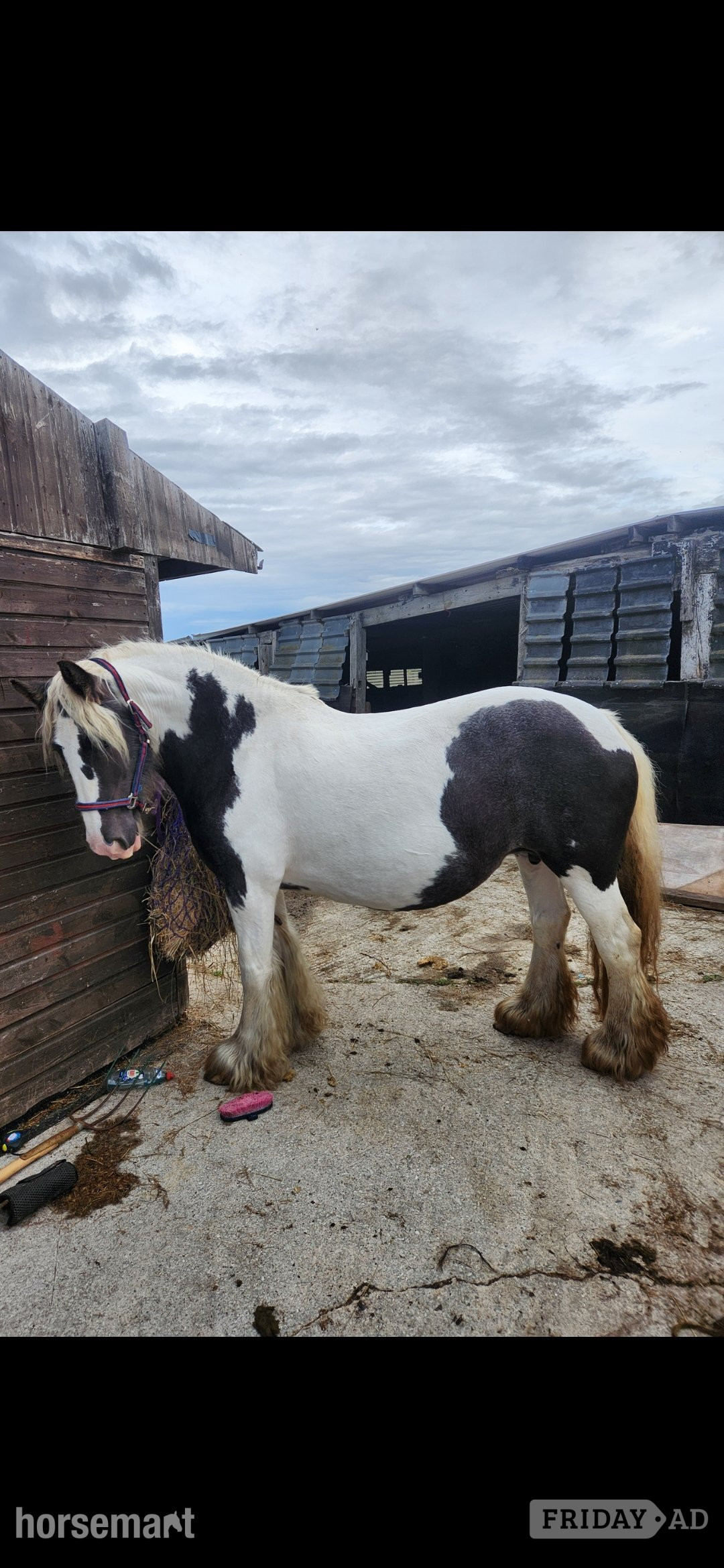 "Maria " Piebald Mare Broodmare in Bangor