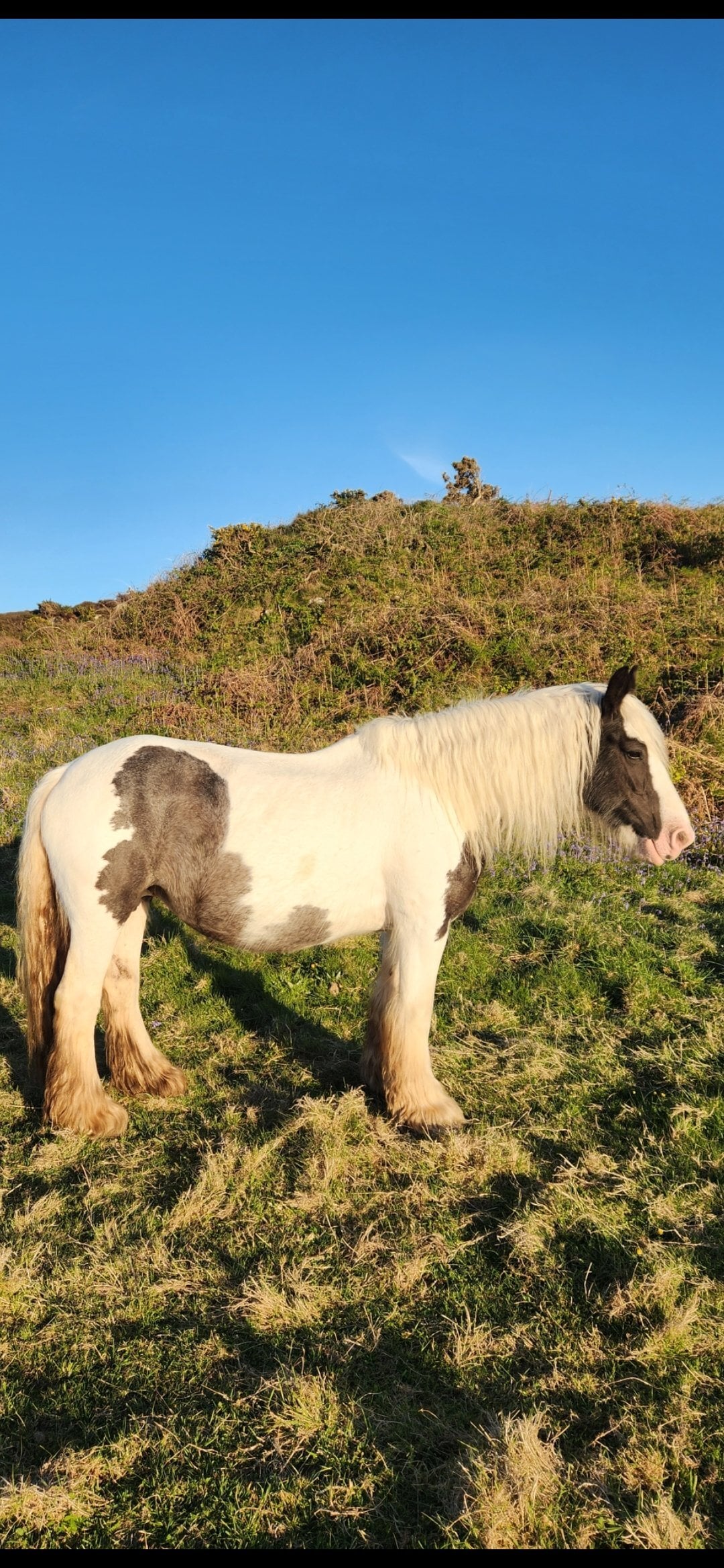 "Maria " Piebald Mare Broodmare