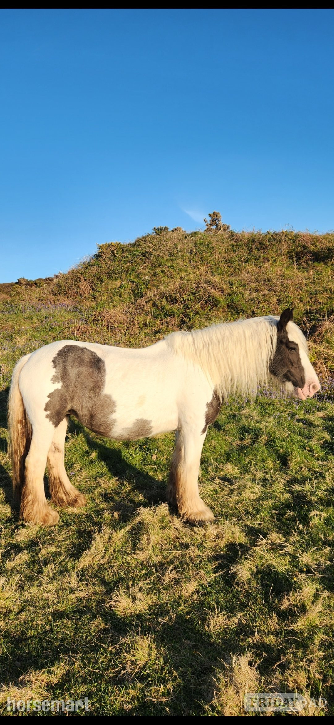 "Maria " Piebald Mare Broodmare