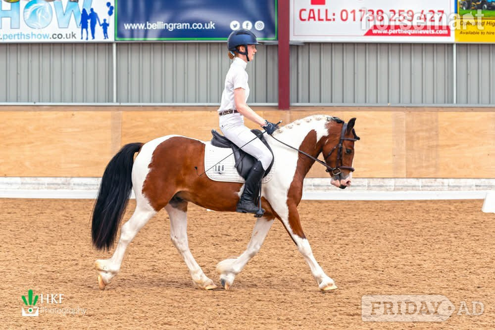Steady Lead Rein Pony looking for little person to love him! in Bridge of Earn
