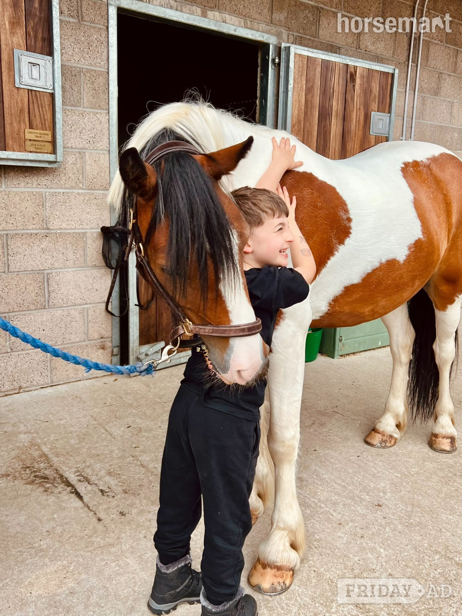 Bridge of Earn Steady Lead Rein Pony looking for little person to love him!