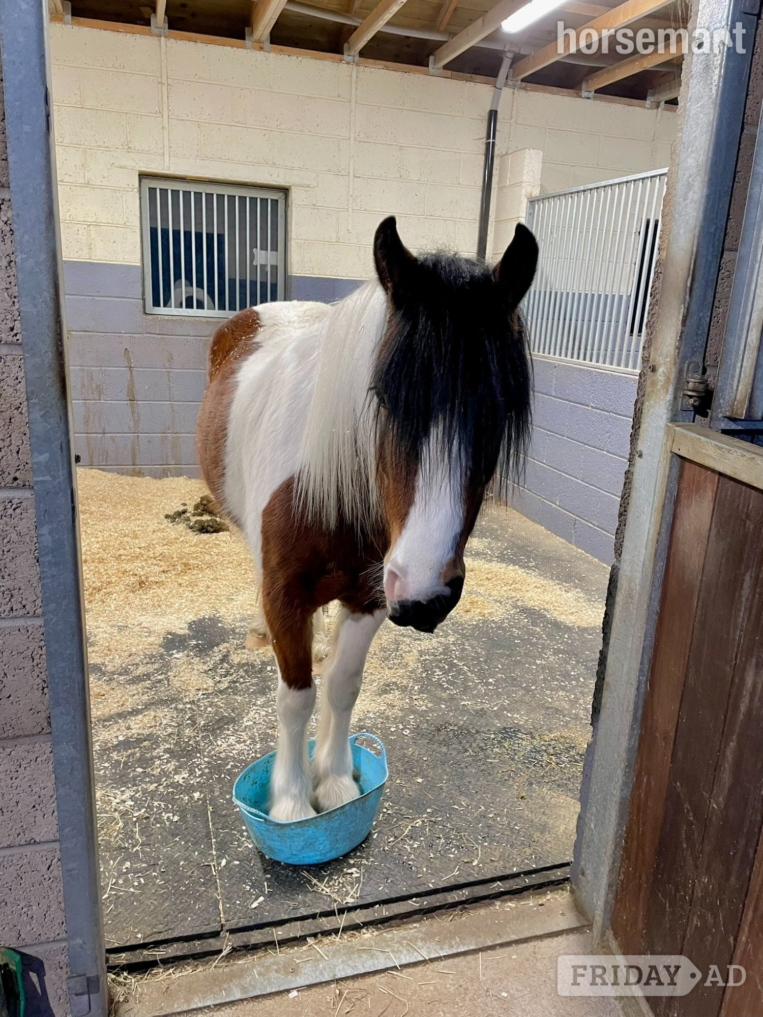 Steady Lead Rein Pony looking for little person to love him! - Horses in Bridge of Earn