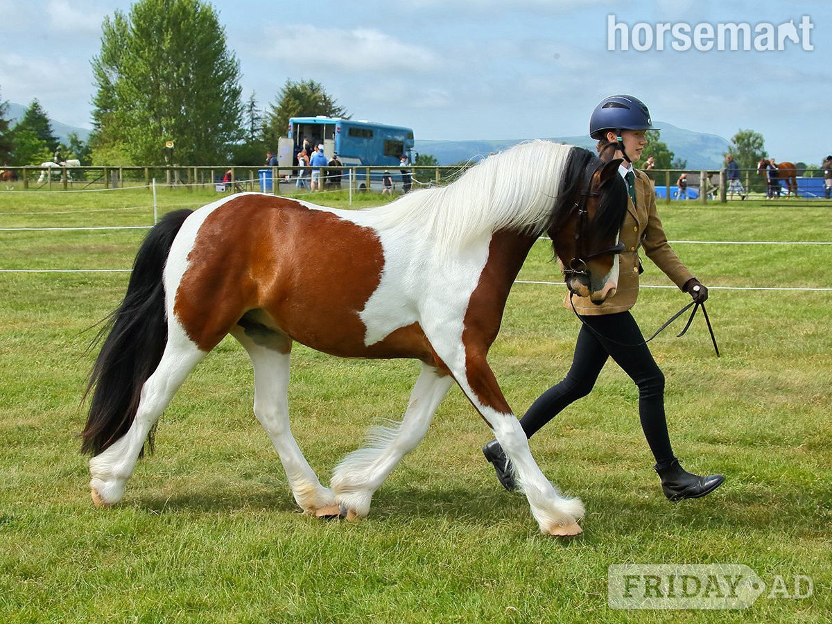 Steady Lead Rein Pony looking for little person to love him! - Horses