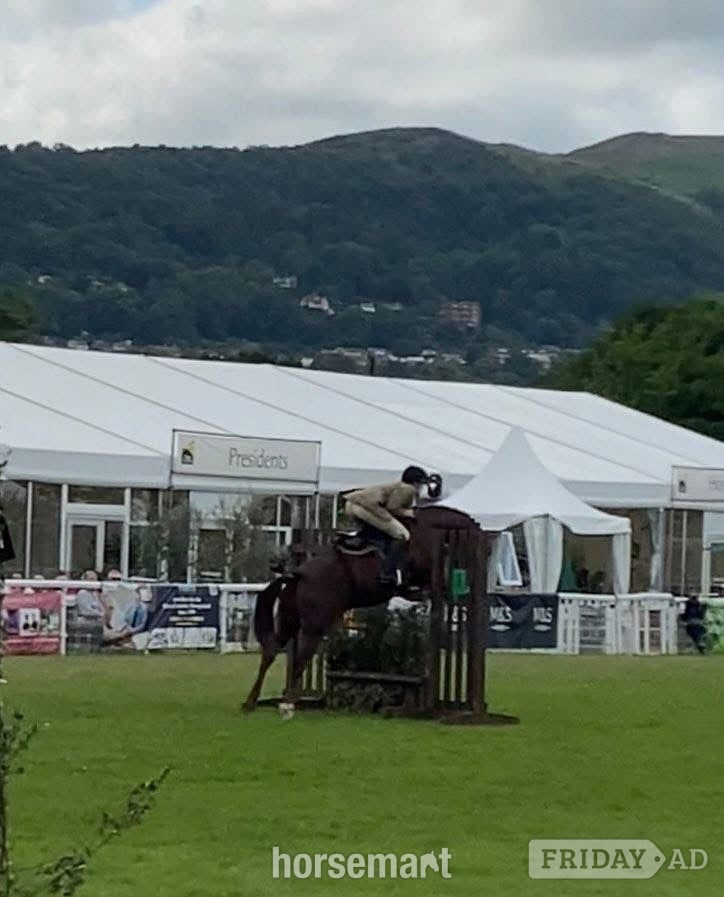 "Mabeline " Chestnut Mare All Rounder in Cheltenham