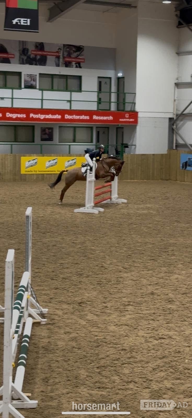 "Mabeline " Chestnut Mare All Rounder