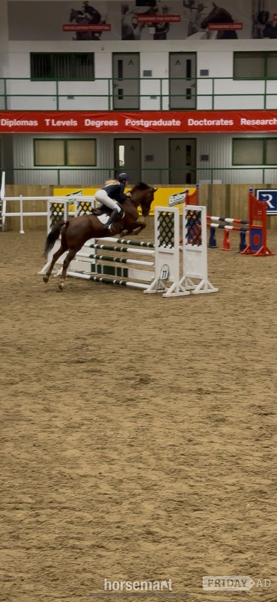 Cheltenham "Mabeline " Chestnut Mare All Rounder