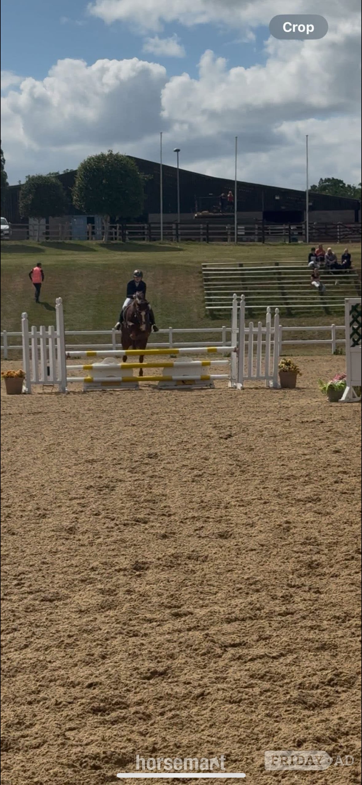 "Mabeline " Chestnut Mare All Rounder - Horses in Cheltenham