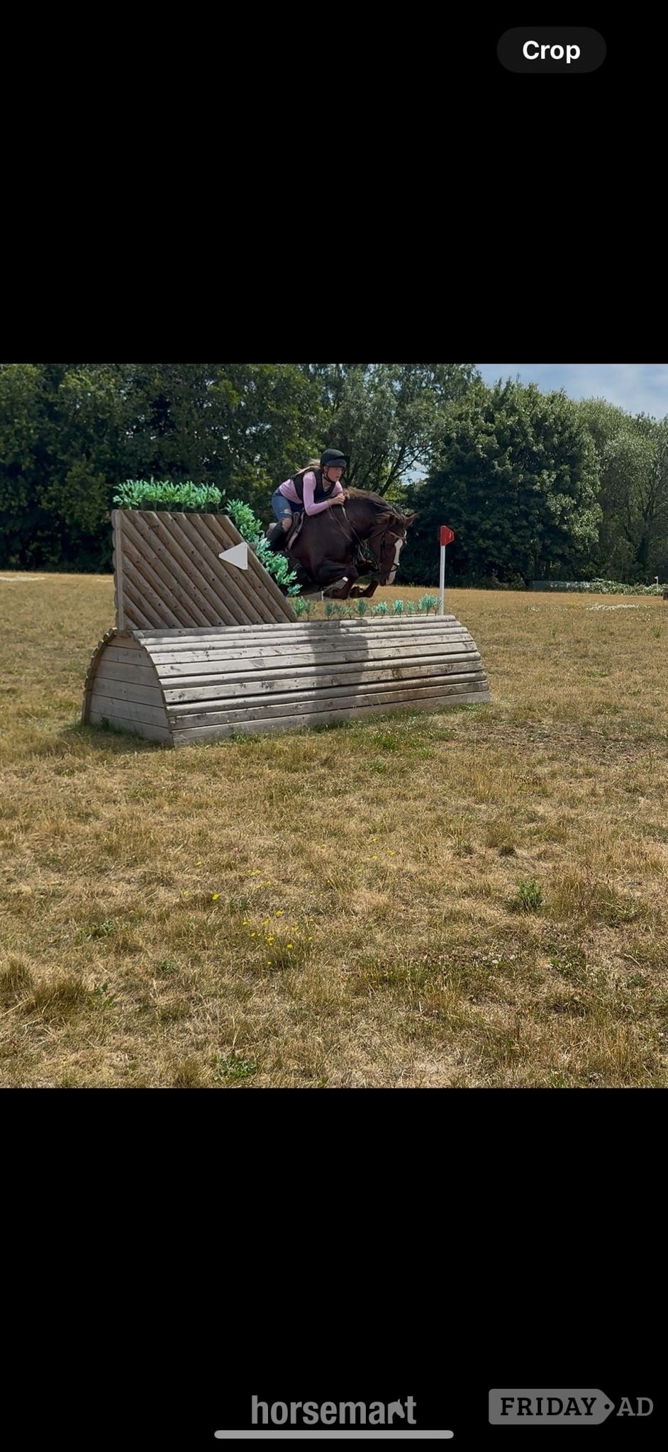 "Mabeline " Chestnut Mare All Rounder - Horses