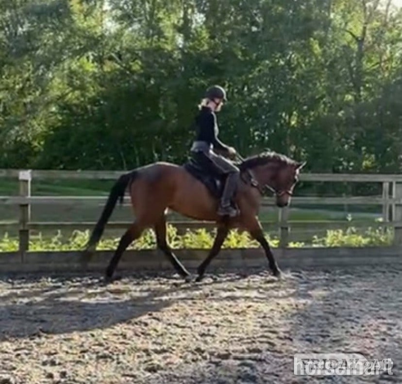 "Bella " Bay Mare All Rounder in Manchester