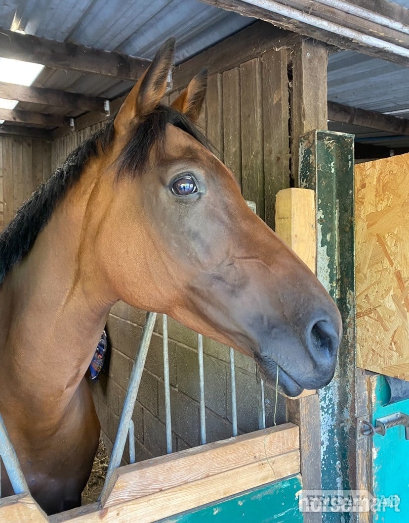 "Bella " Bay Mare All Rounder