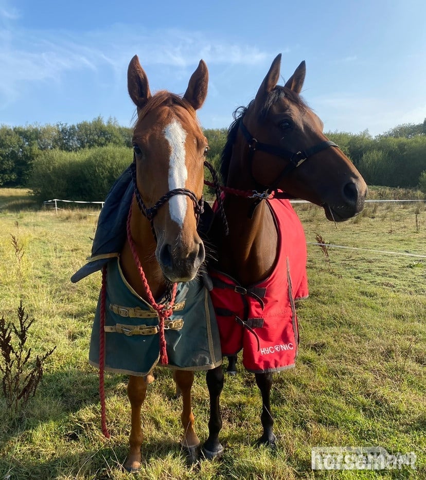 Manchester "Bella " Bay Mare All Rounder