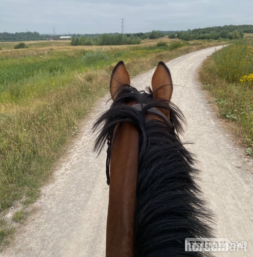 "Bella " Bay Mare All Rounder - Horses in Manchester