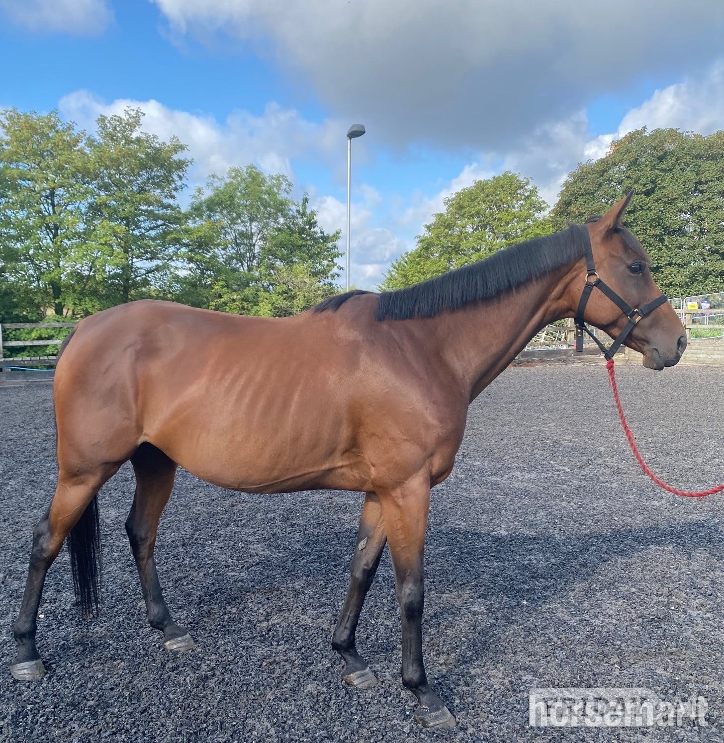 "Bella " Bay Mare All Rounder - Horses