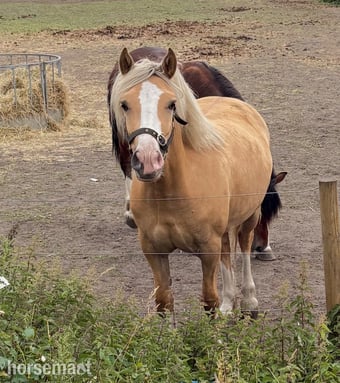 "Hillgarth Golden Melody" Palomino Mare Broodmare
