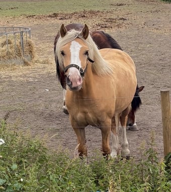 "Hillgarth Golden Melody" Palomino Mare Broodmare