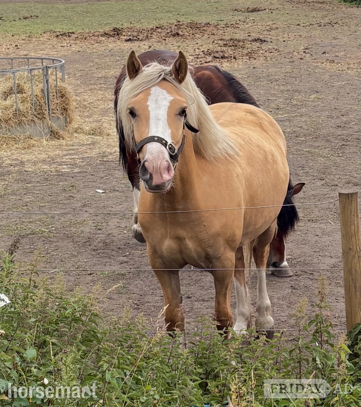"Hillgarth Golden Melody" Palomino Mare Broodmare in Gateshead