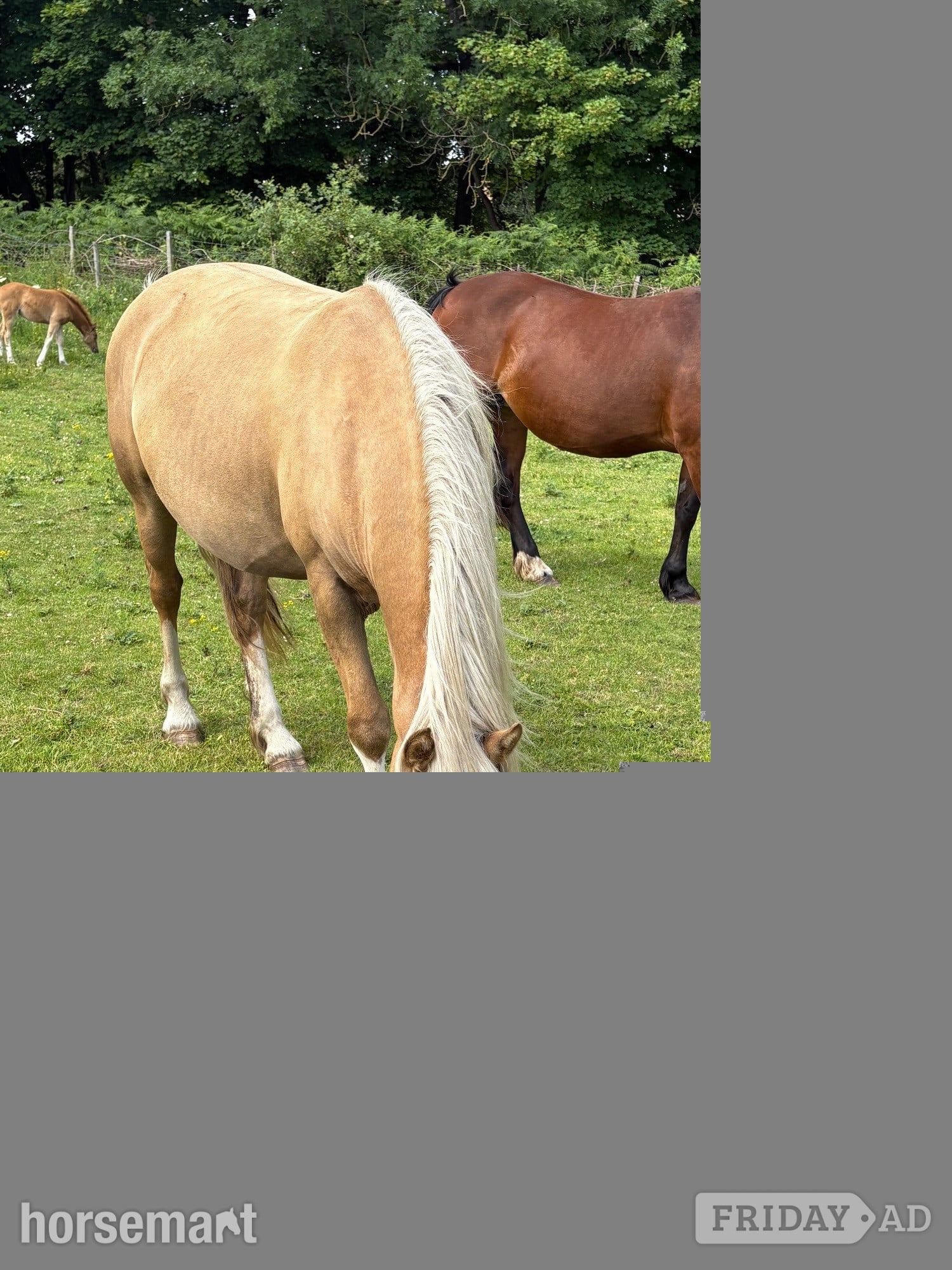 "Hillgarth Golden Melody" Palomino Mare Broodmare