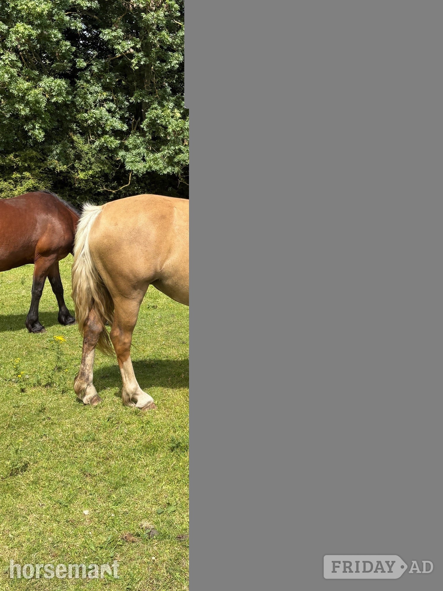 Gateshead "Hillgarth Golden Melody" Palomino Mare Broodmare
