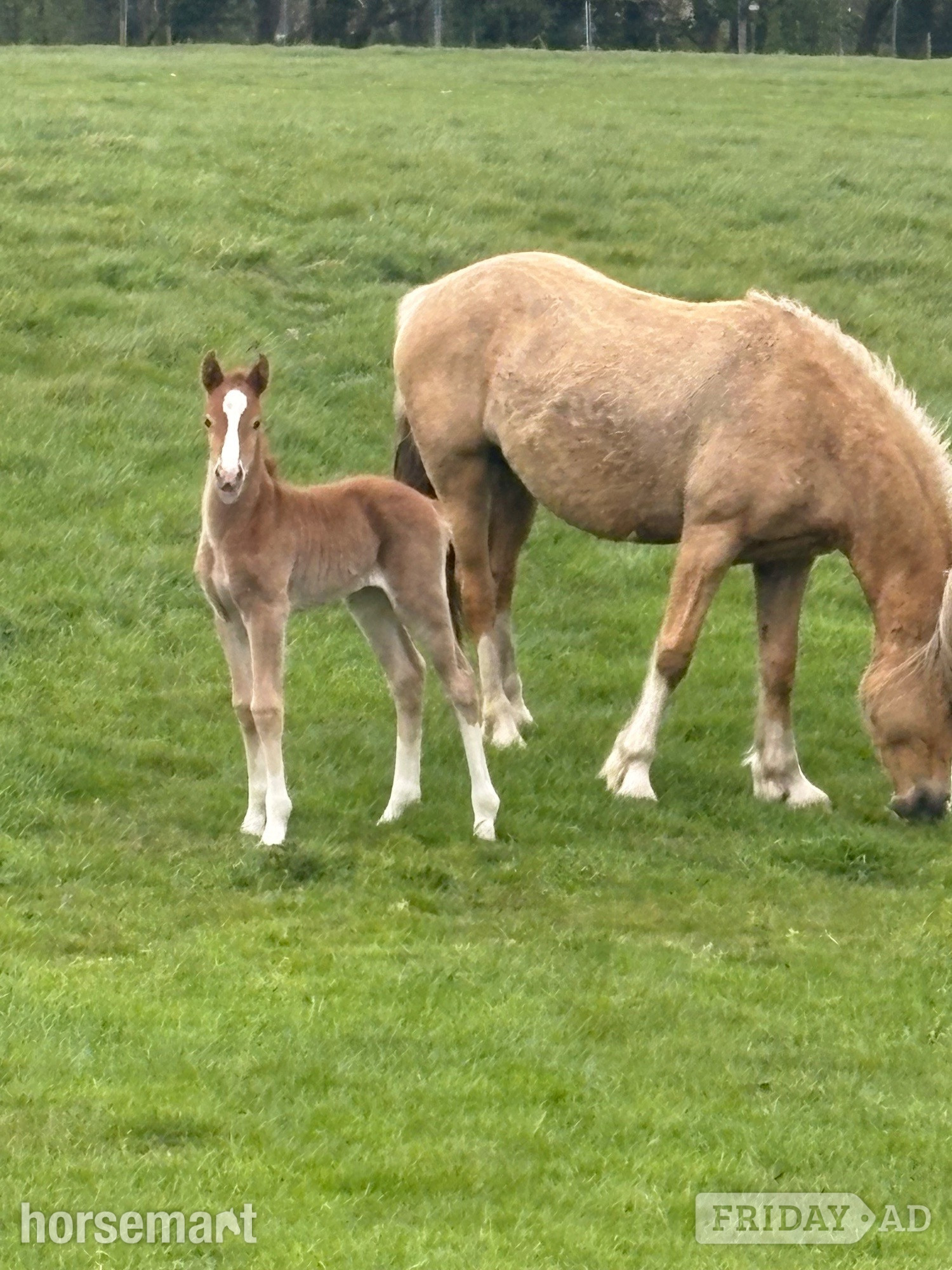 "Hillgarth Golden Melody" Palomino Mare Broodmare - Horses in Gateshead