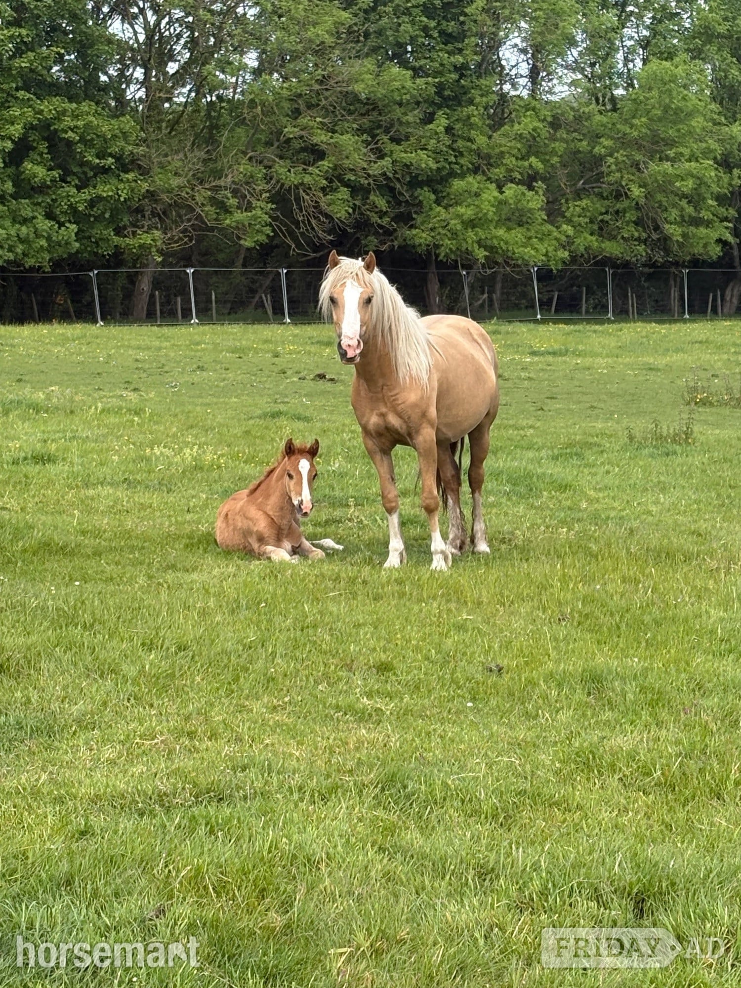 "Hillgarth Golden Melody" Palomino Mare Broodmare - Horses