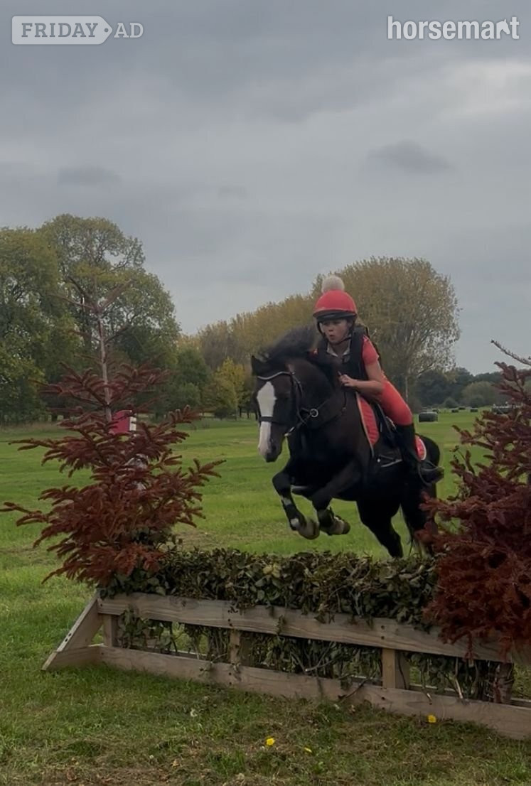 "Teddy" Liver Chestnut Gelding All Rounder in Hurley