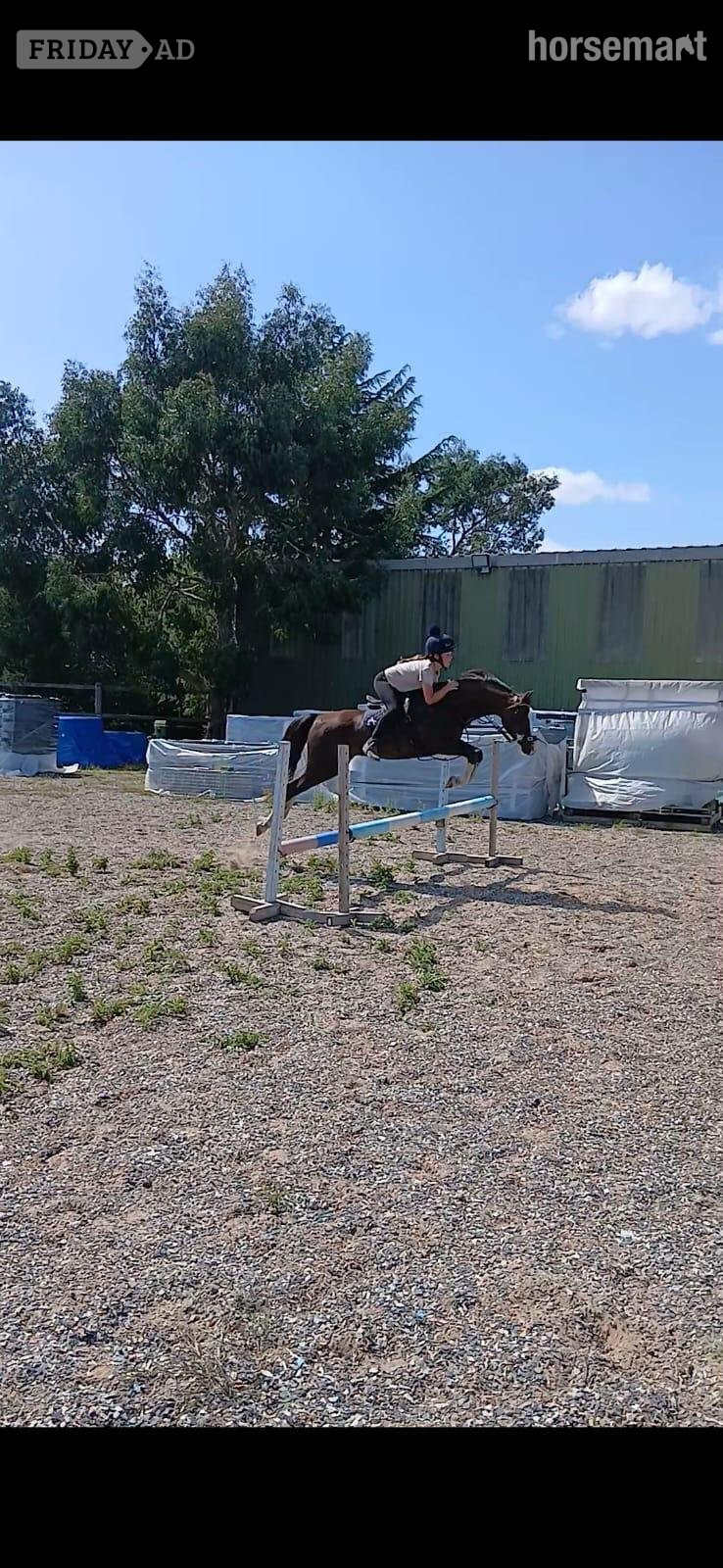 "Teddy" Liver Chestnut Gelding All Rounder