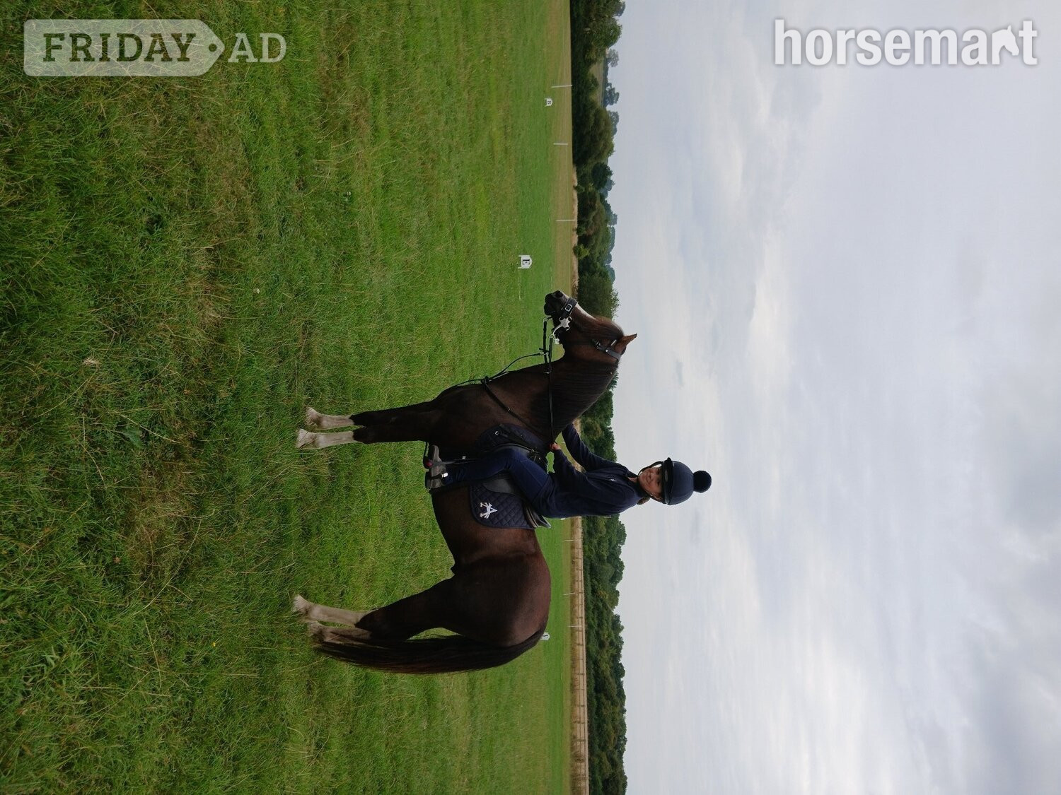 Hurley "Teddy" Liver Chestnut Gelding All Rounder
